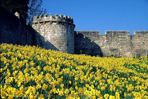 Photograph of York city walls with daffodils