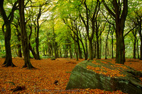 Autumn Beech Woods at Otley Chevin, Lower Wharfedale