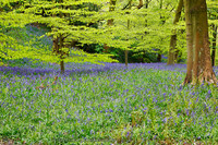 Bluebell Woods near Ilkley, Wharfedale