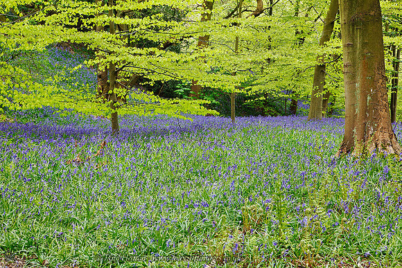 Bluebell Woods near Ilkley, Wharfedale