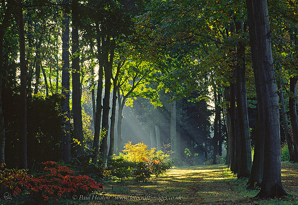 Autumn Light at Thorp Perrow, Bedale