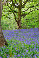 Bluebell Woods near Ilkley, Wharfedal