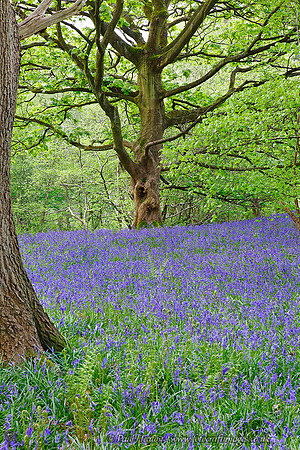 Bluebell Woods near Ilkley, Wharfedal