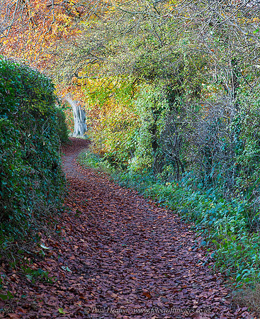Riverside Path