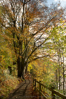 Autumn Beech tree: Swinsty Reservoir
