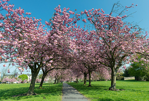 Cherry Tree Walk I