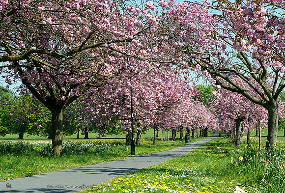 Cherry tree Walk II