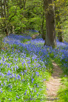 Bluebells in Middleton Woods
