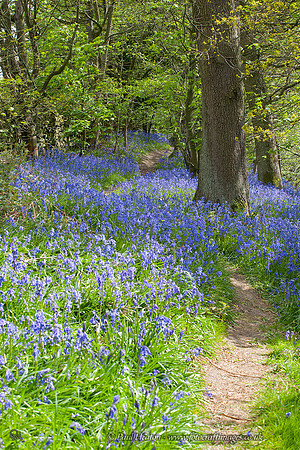 Bluebells in Middleton Woods