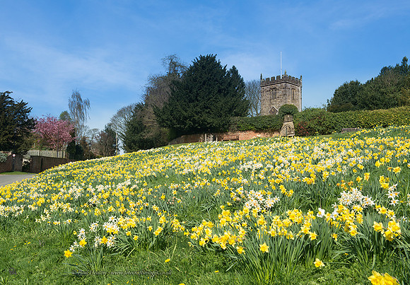 Crayke Daffodils