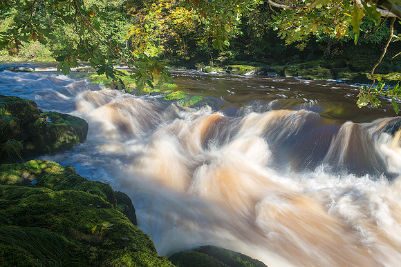Natural Painting – Strid Woods, Wharfedale