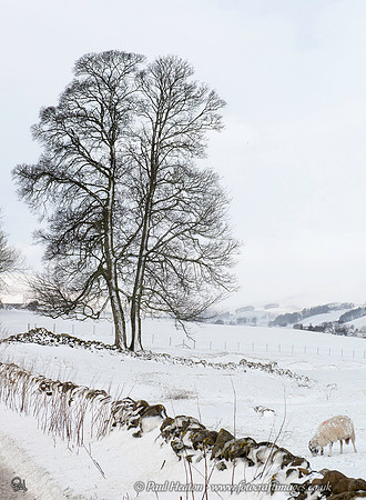 Winter Tree in Wensleydale