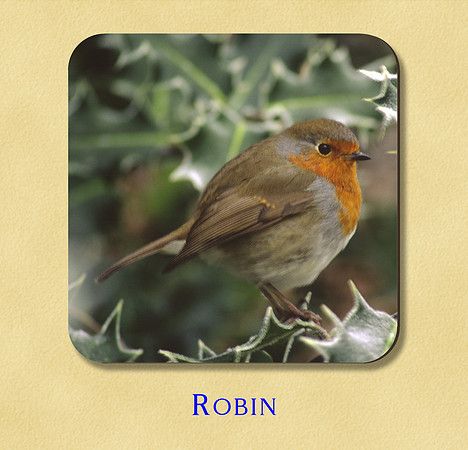 Robin