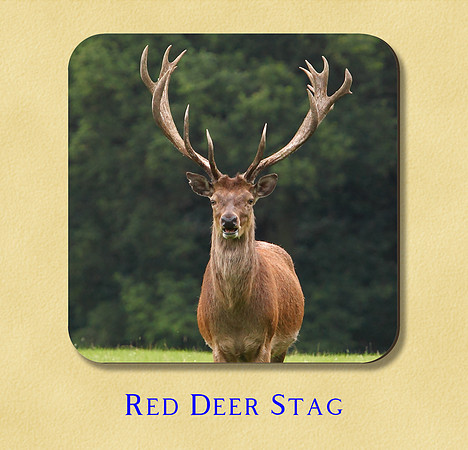 Red Deer Stag