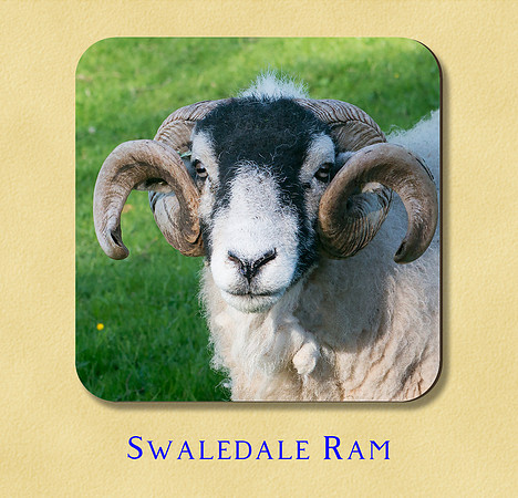 Swaledale Ram