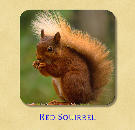 Red Squirrel