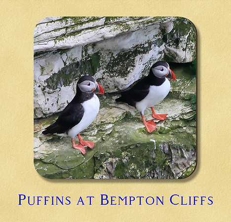 Puffins at Bempton Cliffs, Yorkshire Coast