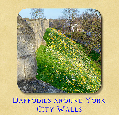 Daffodils around York City Walls