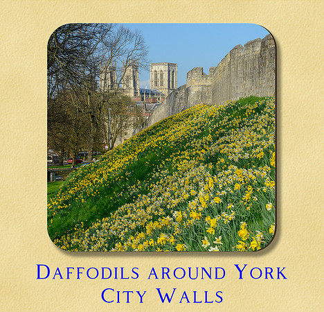 Daffodils around York City Walls