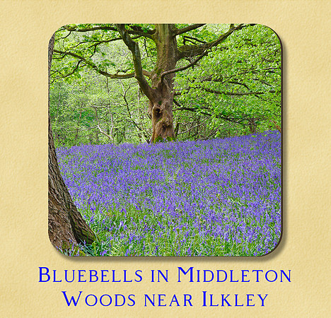 Bluebells at Middleton Woods near Ilkley