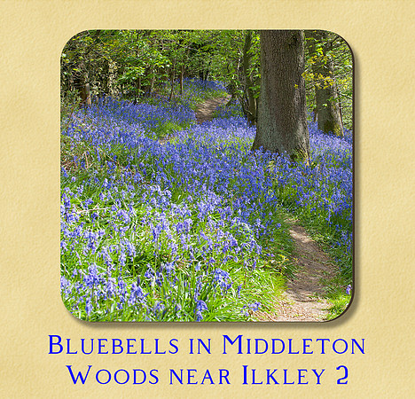 Bluebells in Middleton Woods near Ilkley