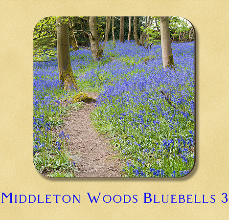 Middleton Woods Bluebells 3