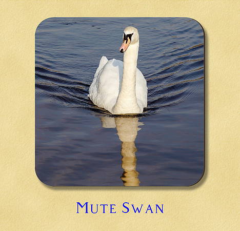 Mute Swan
