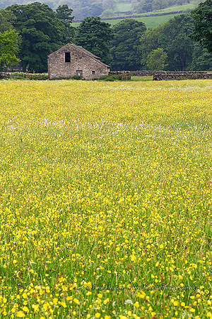 Wharfedale Wild Flower Meadow