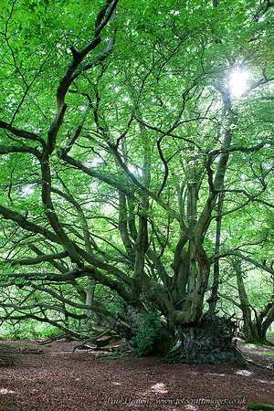 Echoes of Fangorn - Castle Hill