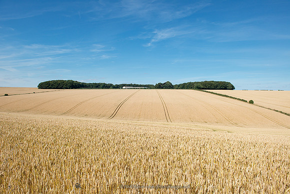 Summertime in the Wolds