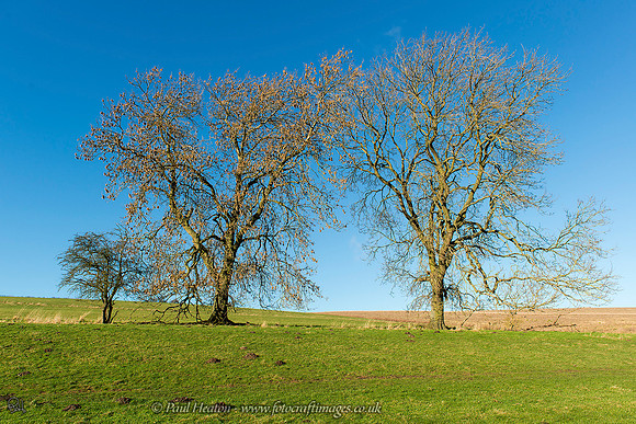 Yorkshire Wolds trees